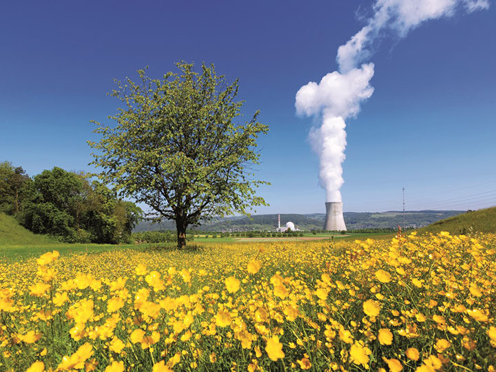 BlumWiese mit gelben Blumen, ein KKW-Kühlturm mit Dampffahne im Hintergrund