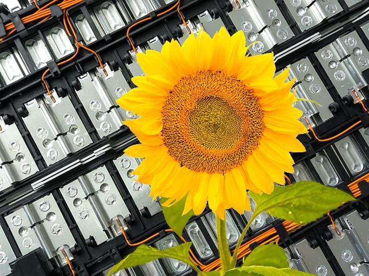 Sonnenblume vor Batterie